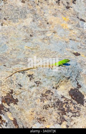 Sicilian wall lizard (Lacerta wagleriana), sitting on a rock, Avola, Noto Valley, Sicily, Italy Stock Photo