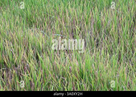 Planthoper Rice Rice plants are infested with pests, Brown planthopper is insect that ...