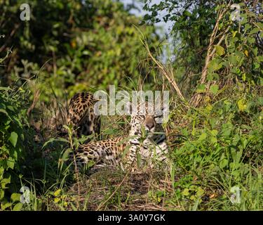 Jaguar, Panthera onca, resting on a riverbank in the Northern Pantanal region of Brazil Stock Photo