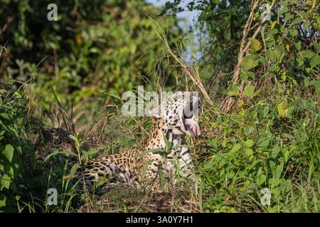 Jaguar, Panthera onca, yawns while resting on a riverbank in the Northern Pantanal region of Brazil Stock Photo