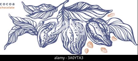 Cocoa vintage label. Vector hand drawn chocolate beans, texture leaves, aroma fruit. Organic butter. Texture illustration for food design, packaging. Stock Vector