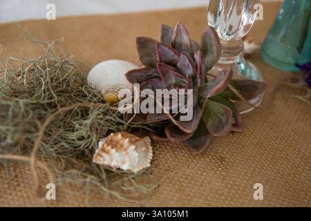 Decorated wedding table with succulent plant and seashells. Still life floral arrangement Stock Photo