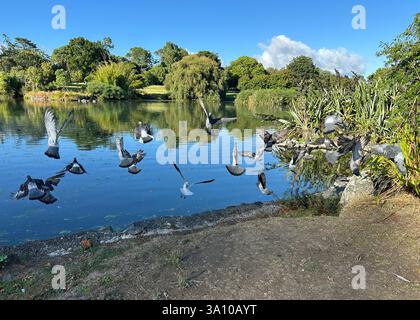 Pigeons and a Seagull taking to flight over a small lake Stock Photo