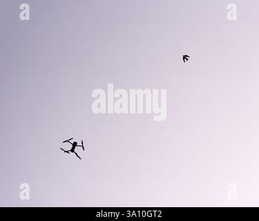 Silhouette of a modern quadcopter drone flying near a swift in a pale twilight sky over Tropea, Calabria, Italy. Stock Photo
