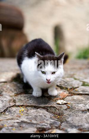 Black and white cat sitting on a historic stone paved alleyway in the old town of Tropea, Calabria, Italy. Stock Photo