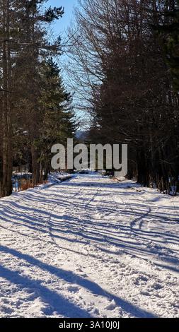 Snow-covered path through the ancient pine forest of the Giganti della Sila Nature Reserve, Spezzano della Sila, Calabria, Italy. Stock Photo