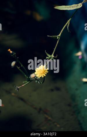 Close-up of a yellow dandelion flower (Taraxacum officinale) blooming against a dark natural background, Cosenza, Calabria, Italy. Stock Photo