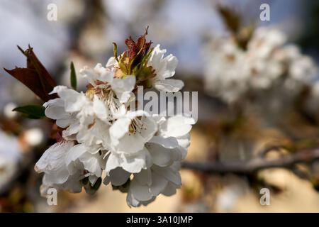 Close up of white cherry blossoms on a branch during spring season, Calabria, Italy. Stock Photo