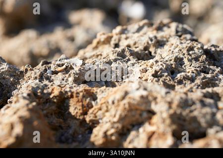 Close-up macro shot of porous limestone rock texture showing natural erosion and mineral details, Belvedere Marittimo, Calabria,Italy Stock Photo