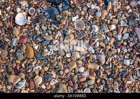 shells coral colourful pebbles, washed up on coastal beach, background pattern texture, organic nature natural Stock Photo