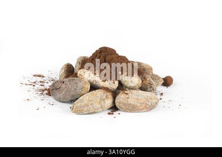 Cocoa beans with cacao powder isolated on white background, healthy natural oil Stock Photo