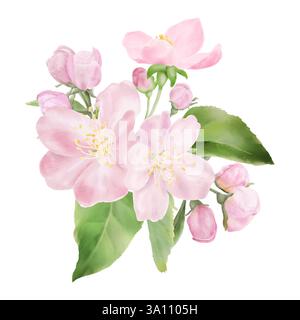 Bouquet of cherry blossoms with delicate buds and green leaves. Watercolor digital illustration. Pink flowers of Japanese sakura, isolated on white ba Stock Photo