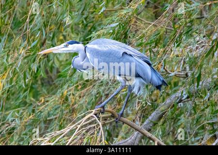 Grey Heron, Ardea cinerea, perched on a Willow tree. Stock Photo