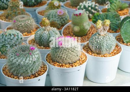 A close-up shot of various cacti in matching white pots, each displaying unique shapes, spines, and small vibrant blooms. Stock Photo