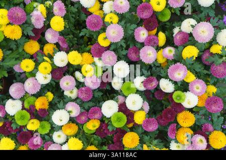 close-up view of vibrant pompon chrysanthemums bursting with pink, yellow, white, green, and purple blooms Stock Photo