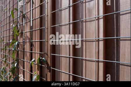 Climbing plant grows wild between a metal fence, attached to a wooden fence made of hardwood. Focus in the middle, seen from an angle from the side Stock Photo