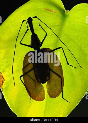 Violin Beetle (Mormolyce phyllodes) backlight on leaf, Sumatra, set specimen Stock Photo