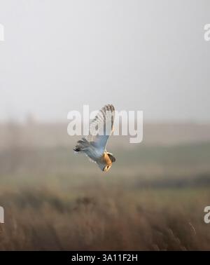 Barn Owl (Tyto alba) Sandwich Bay, Kent UK, in flight, misty sky Stock Photo
