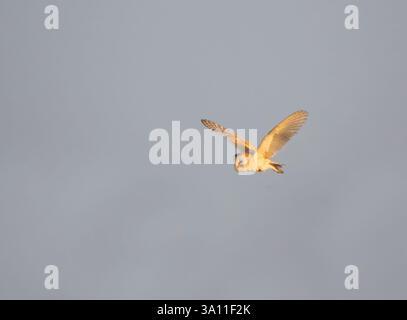 Barn Owl (Tyto alba) Sandwich Bay, Kent UK, in flight, misty sky Stock Photo