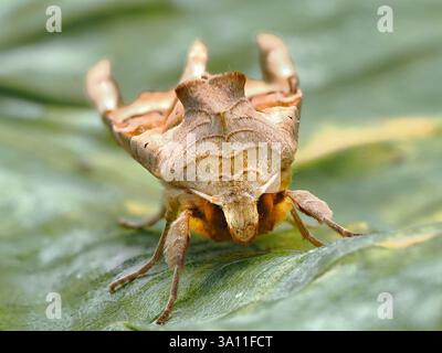 Angle Shades Moth (Phlogophora meticulosa) Garden, Kent UK Stock Photo