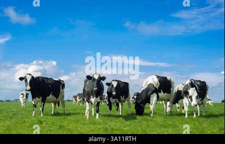 Holstein-Friesian milk cows in a field in The Netherlands Stock Photo ...