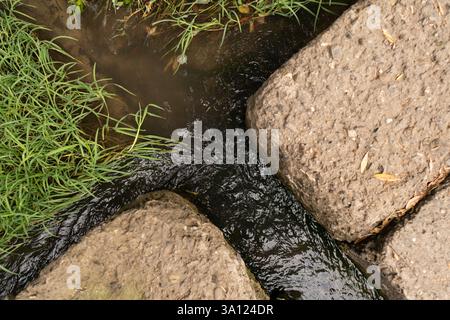 Majestic river flowing through a summer forest, winding around stones and plants, filling nature with life and harmony. Stock Photo