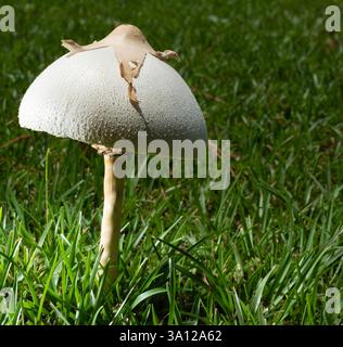 Green lawn with a large white and brown toxic mushroom growing between the grass. Stock Photo