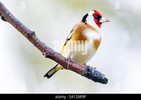 France, Eure, near Pont-Audemer, garden birds, passerine, close-up of European Goldfinch (Carduelis carduelis) on a cherry branch, protected species i Stock Photo