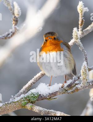 France, Eure, near Pont-Audemer, garden birds, passerine, Muscicapidae, European Robin (Erithacus rubecula) on a magnolia branch covered in snow Stock Photo