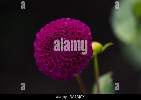 A close-up of a vibrant purple dahlia in full bloom, showcasing intricate tubular petals forming a perfect spherical shape, radiating natural elegance. Stock Photo