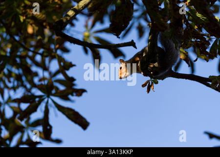 The grey squirrel ( Sciurus carolinensis) is a common sight in Britain's parks and gardens Stock Photo