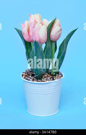 Pink fake tulip spring flowers in white pot on pblue background Stock Photo