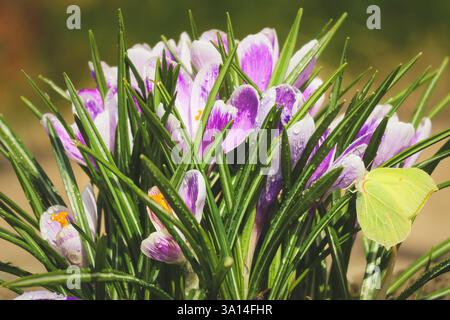 Spring crocuses covered in dewdrops with a butterfly nearby. Stock Photo