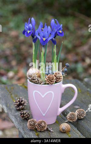 blue netted iris in a porcelain cup in the garden Stock Photo