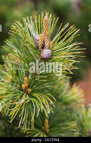 Close-up of red brown female cone on Pinus parviflora 'Goldilocks' - Japanese white pine tree in spring. Stock Photo