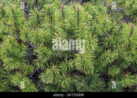 Close-up of Pinus mugo 'Honeycomb' - Mountain Pine shrub with emerging dark brown female cones in spring, Quebec, Canada Stock Photo