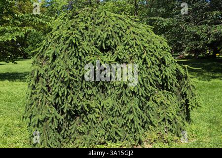Picea abies 'Pendula' - Weeping Norway Spruce tree, Montreal Botanical Garden, Quebec, Canada. Stock Photo