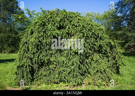 Picea abies 'Pendula' - Weeping Norway Spruce tree, Montreal Botanical Garden, Quebec, Canada. Stock Photo