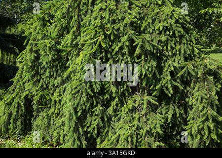 Picea abies 'Pendula' - Weeping Norway Spruce tree, Montreal Botanical Garden, Quebec, Canada. Stock Photo