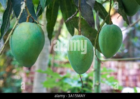 Big size green mangoes hanging on tree Stock Photo