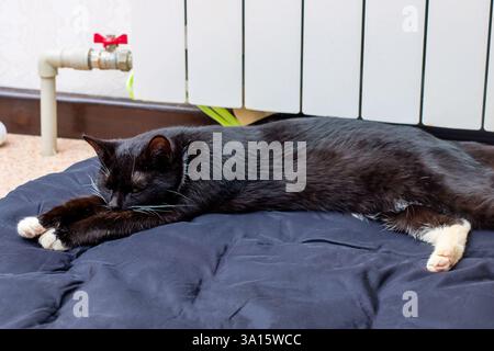 A sleek black cat with bright yellow eyes is peacefully laying next to a fluffy gray cat, both enjoying the warm sunshine together Stock Photo