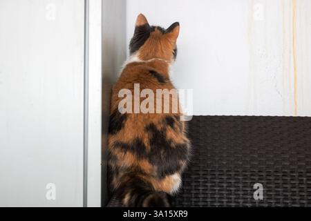 A beautiful calico cat is comfortably leaning against a wall while intently gazing at the camera, creating an adorable scene Stock Photo