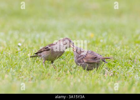 House Sparrow [ Passer domesticus ] adult female feeding juvenile on lawn Stock Photo