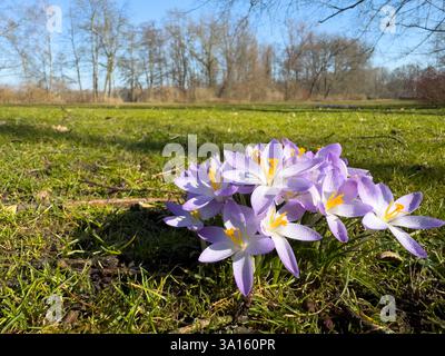 purple crocus flowers on a meadow in the park with morning dew Stock Photo