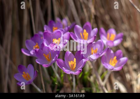 Crocus flowers in the sunny spring garden on the dry grass backdrop. Woodland crocus or early crocus purple flowers.Crocus tommasinianus flowering pla Stock Photo