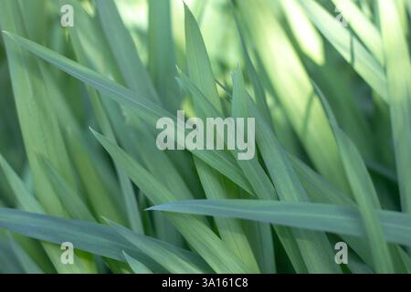 Green iris leaves soft-focus dreamy aesthetic abstract natural background. Botanical fresh foliage poster Stock Photo