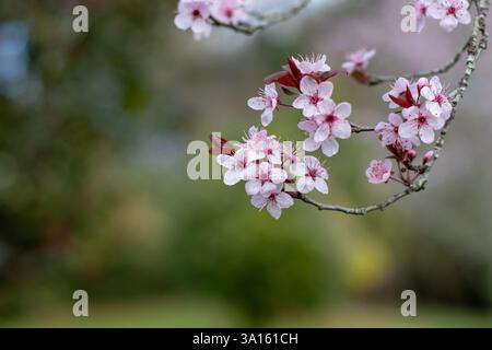 Prunus cerasifera flowers. Cherry plum or myrobalan plum curved branch with pink blossom on the blurred green spring garden background. Pink flowering Stock Photo