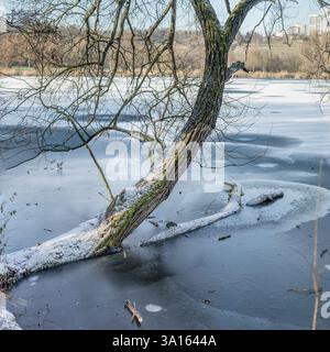 landscape with tree log and branches in frozen waters  at Max-Eyth-See  lake. Shot in bright winter  light  at Stuttgart, Baden Wuttenberg, Germany Stock Photo