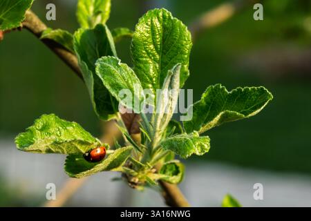 Red ladybug on a leaf of the apple tree with green grass on the background. Stock Photo