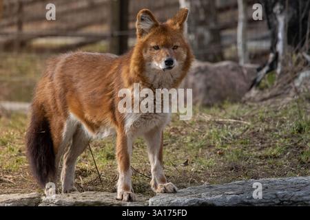 Ussuri dhole (Cuon alpinus alpinus), also known as the Indian wild dog Stock Photo